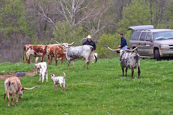 Starting A Texas Longhorn Herd