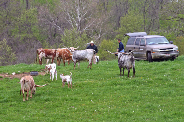 Viewing Cattle In Pasture