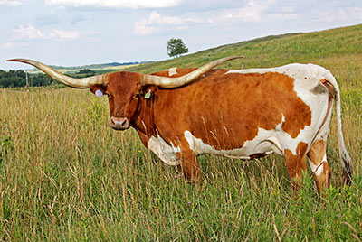 Texas Longhorn Reference_Cow - Winning Smile - Photo Number: A_3995.jpg