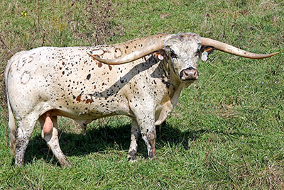 Texas Longhorn Reference_Sire - Tibbs - Photo Number: A_8150.jpg