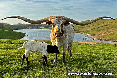 Texas Longhorn Reference_Cow - Silent Iron - Photo Number: CP_0960_Silent_Iron-20220425.jpg