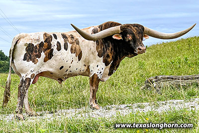 Texas Longhorn Reference_Sire - Drop Box - Photo Number: CP_1645_Drop_Box_20220620.jpg
