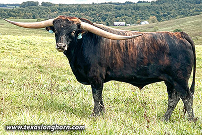 Texas Longhorn Reference_Sire - Levin - Photo Number: CP_5445_Levin_20231009.jpg