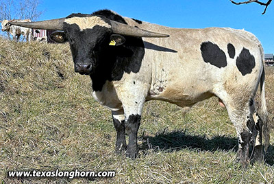 Texas Longhorn Bull_2022 - Pondy - Photo Number: CP_5930_Pondy-20231216.jpg