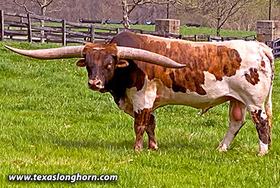 Texas Longhorn Reference_Sire - Point Mark - Photo Number: CP_7863_Point_Mark_20230421.jpg