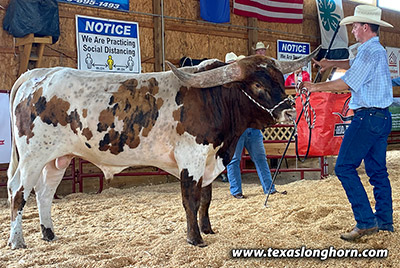 Texas Longhorn Reference_Sire - Next Rush - Photo Number: CP_8510.jpg