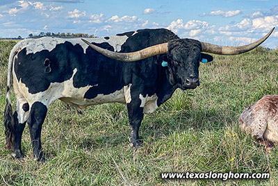 Texas Longhorn Reference_Sire - Line Up - Photo Number: CP_9052_Line_Up-20231009.jpg
