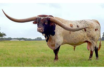 Texas Longhorn Reference_Sire - Cowboy Tuff Chex - Photo Number: CTC-20190601.jpg