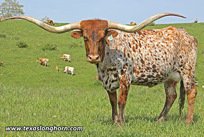 Texas Longhorn Reference_Cow - Sweet Kookateu - Photo Number: D_1747.jpg