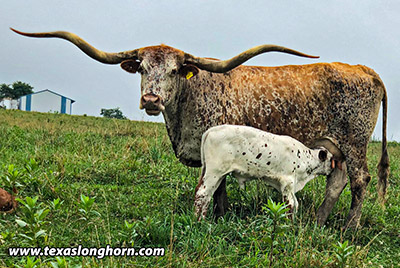 Texas Longhorn Reference_Cow - Jester - Photo Number: IMG_1249_20190722.jpg