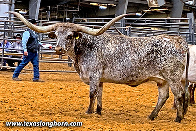 Texas Longhorn Reference_Cow - Iron On - Photo Number: IMG_6498.jpg