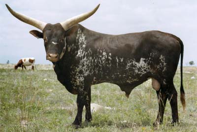 Watusi Reference_Sire - Jimmy The Swede - Photo Number: Jimmy_the_Sweede.jpg