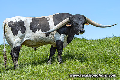Texas Longhorn Reference_Sire - Stand Strong - Photo Number: K_2398.jpg