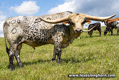 Texas Longhorn Herd_Sire - Spoke Well - Photo Number: K_5587.jpg