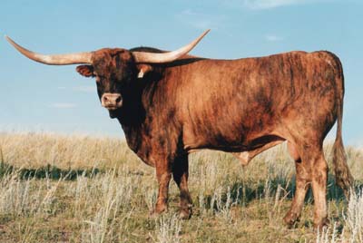 Texas Longhorn Reference_Sire - Shadowizm - Photo Number: Shadowism.jpg