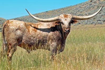 Texas Longhorn Reference_Sire - Top Caliber - Photo Number: TC-7-09-R.jpg