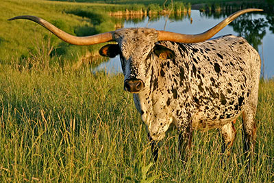 Texas Longhorn Reference_Cow - Shadow Jubilee - Photo Number: T_2519.jpg