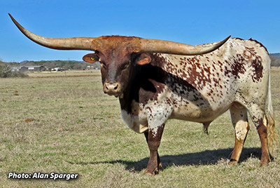 Texas Longhorn Reference_Sire - The Beast - Photo Number: The-Beast_20191106.jpg