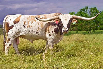 Texas Longhorn Reference_Sire - Super Fast - Photo Number: U_2824.jpg