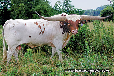 Texas Longhorn Reference_Sire - Clear Win - Photo Number: a_5245.jpg
