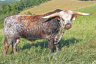 Texas Longhorn Reference_Sire - Lots Of Flair - Photo Number: b_4221.jpg