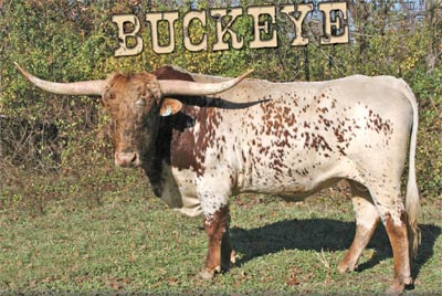 Buckeye - Photo Number: buckeye.jpg