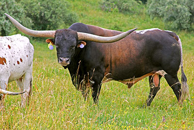 Texas Longhorn Reference_Sire - Rodeo Max - Photo Number: c_2680.jpg