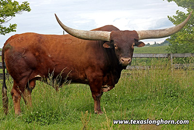 Texas Longhorn Reference_Sire - Clear Point - Photo Number: d_3064.jpg
