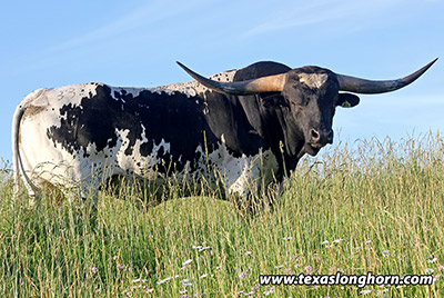 Texas Longhorn Reference_Sire - Non Stop - Photo Number: d_3210.jpg