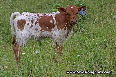Over Marked Calf 2018 - Photo Number: e_3174.jpg
