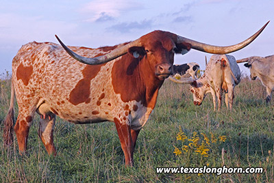 Texas Longhorn Reference_Cow - Dragon Smile - Photo Number: e_7841.jpg