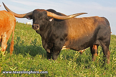 Texas Longhorn Reference_Sire - Hooray - Photo Number: f_7370.jpg