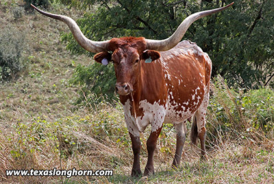 Texas Longhorn Reference_Cow - Obvious Top - Photo Number: f_8145.jpg