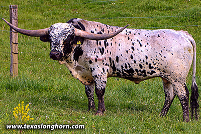 Texas Longhorn Reference_Sire - Spokesman - Photo Number: g_2099.jpg