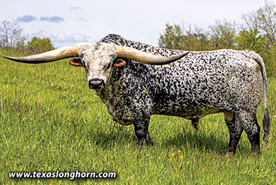 Texas Longhorn Reference_Sire - Flair Galore - Photo Number: g_2990.jpg