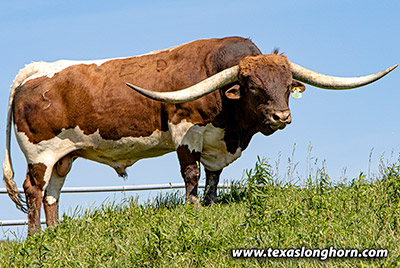 Texas Longhorn Reference_Sire - Time Line - Photo Number: g_4407.jpg