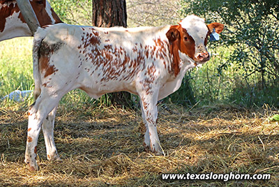  Heifer_2020 - Feather Lined - Photo Number: g_6136.jpg