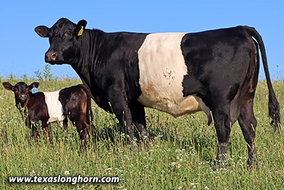  Bred_Cow - Cycle Certain - Photo Number: g_6556.jpg