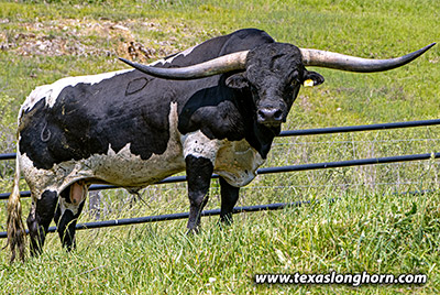 Texas Longhorn Reference_Sire - Stop Already - Photo Number: h_2975.jpg