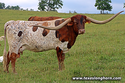 Texas Longhorn Reference_Cow - Jam Packed - Photo Number: h_3969.jpg