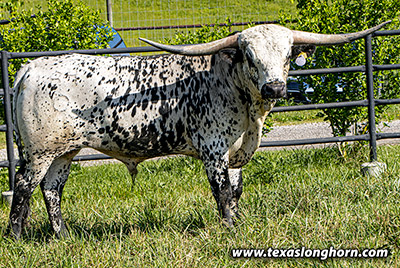 Texas Longhorn Reference_Sire - Showman - Photo Number: j_3806.jpg