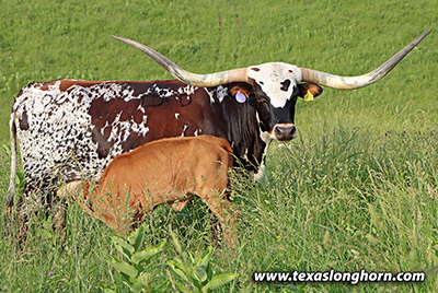 Texas Longhorn Reference_Cow - Under Handed - Photo Number: j_4028.jpg