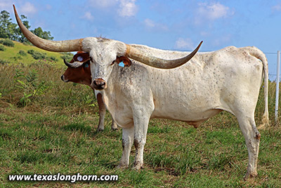  Exhibition_Steer - Dusty Knot - Photo Number: j_5507.jpg