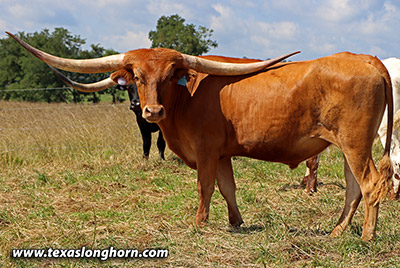  Exhibition_Steer - Past Noon x Out Front - 2019 Steer - Photo Number: j_5577.jpg