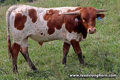 Texas Longhorn Bull_2021 - Jamaju x Macanudo - 2021 Bull - Photo Number: j_6287.jpg