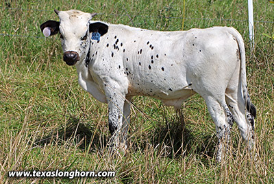  Exhibition_Steer - Clear Chance x Spokesman - - Photo Number: j_6857.jpg