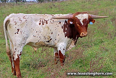 Texas Longhorn Bull_2021 - Span Ahead - Photo Number: j_8843.jpg