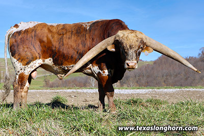 Texas Longhorn Reference_Sire - Nohow - Photo Number: j_9635.jpg