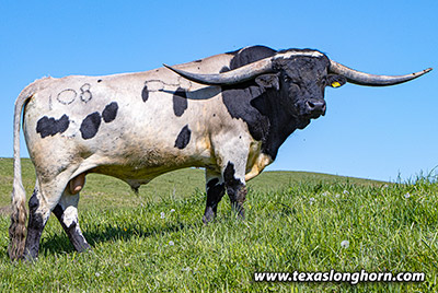 Texas Longhorn Reference_Sire - Tin Cup - Photo Number: k_1769.jpg
