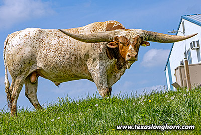Texas Longhorn Reference_Sire - Silent Shot - Photo Number: k_2188.jpg